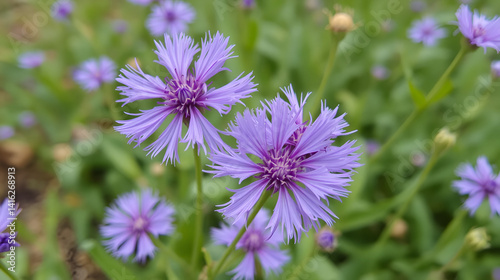view of purple caspia flowers, showcasing their light and feathery texture. | Caspia