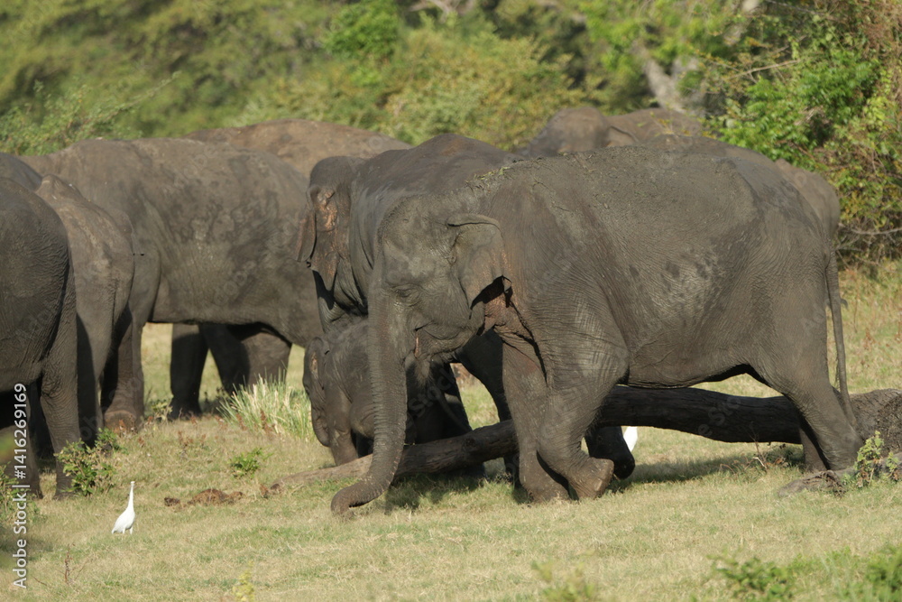 Fototapeta premium Sri Lankan Elephants and Tuskers in Kalawewa, Sri Lanka