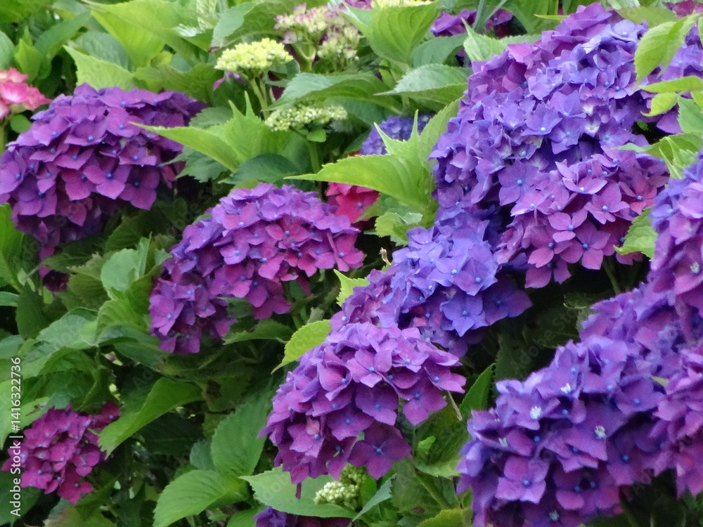 Fototapeta premium Close-up of purple hydrangea flowers - Gros plan sur des fleurs d'hortensia pourpre