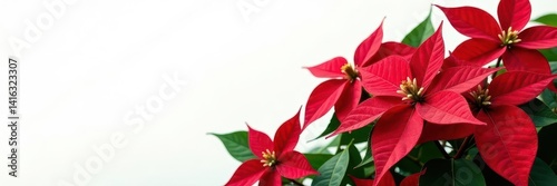 Vibrant red poinsettia blooms, lush green foliage, pristine white backdrop , holiday, green leaves, botany
