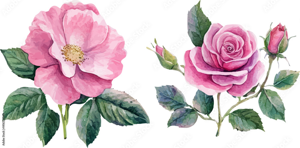Fototapeta premium pink rose isolated on white