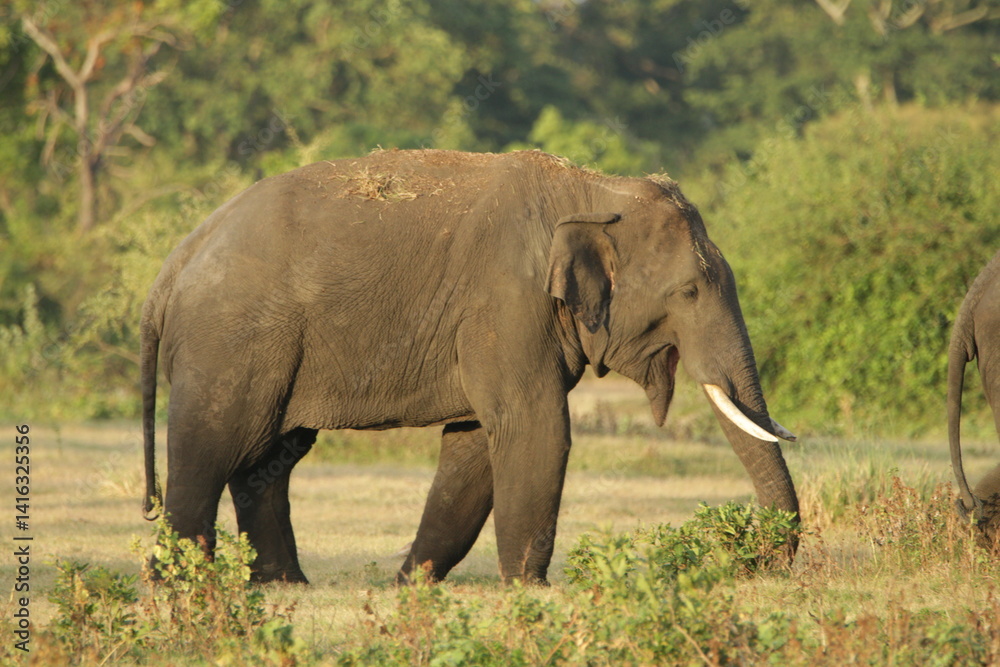Fototapeta premium Sri Lankan Elephants and Tuskers in Kalawewa, Sri Lanka 