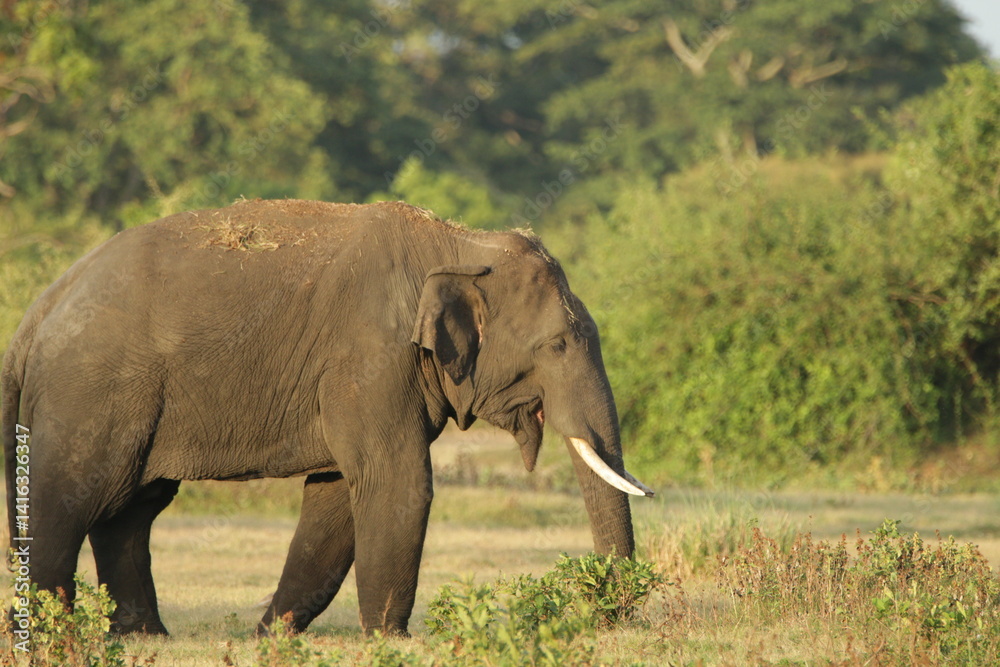 Fototapeta premium Sri Lankan Elephants and Tuskers in Kalawewa, Sri Lanka 