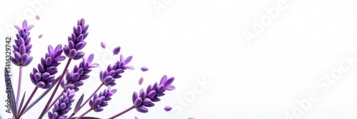 Vibrant lavender sprigs, fully bloomed, stark white backdrop  , nature, graphic, summer