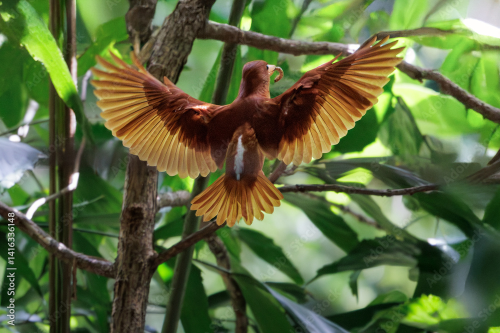 Ruddy kingfisher, Halcyon coromanda, taking off tree branch in nature, bright red bill and equally red legs, rust red body, generally deepening to purple at tail, bird in flight, spreading wings Ruddy kingfisher, Halcyon coromanda, taking off tree branch in nature, bright red bill and equally red legs, rust red body, generally deepening to purple at tail, bird in flight, spreading wings