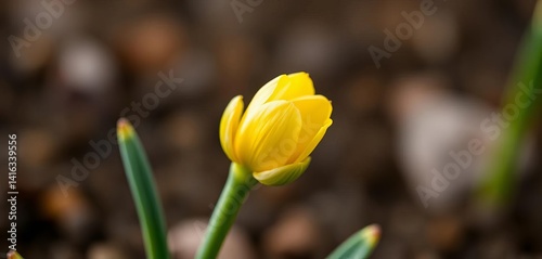 Tiny daffodil buds emerge, tightly furled, hinting at springtime blooms against a soft, earthy background, seasonal, undeveloped