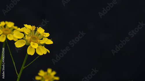 Yellow oilseed rape flower against a dark grey or black background, color, bloom
