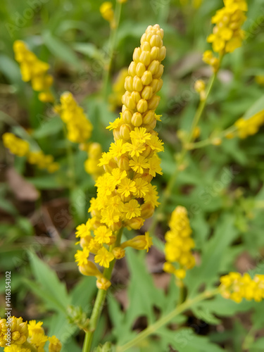Yellow flowers of Solidago rigida, close-up. stiff goldenrod, stiff-leaved goldenrod.