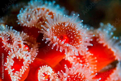 Delicate detail of Strawberry Anemones (Corynactis californica), a type of corallimorpharia found in the cold waters of the Pacific Ocean