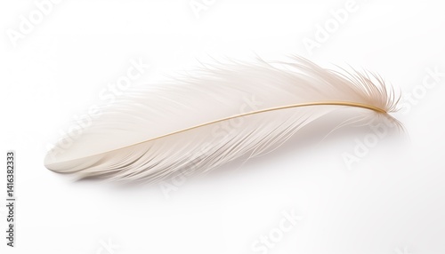 bird white feather isolated