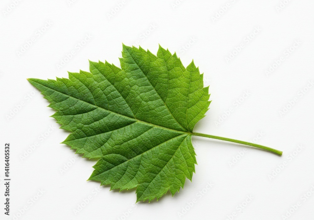 A single green leaf with serrated edges and visible veins against a white background in a close up shot A single green leaf with serrated edges and visible veins against a white background in a close up shot