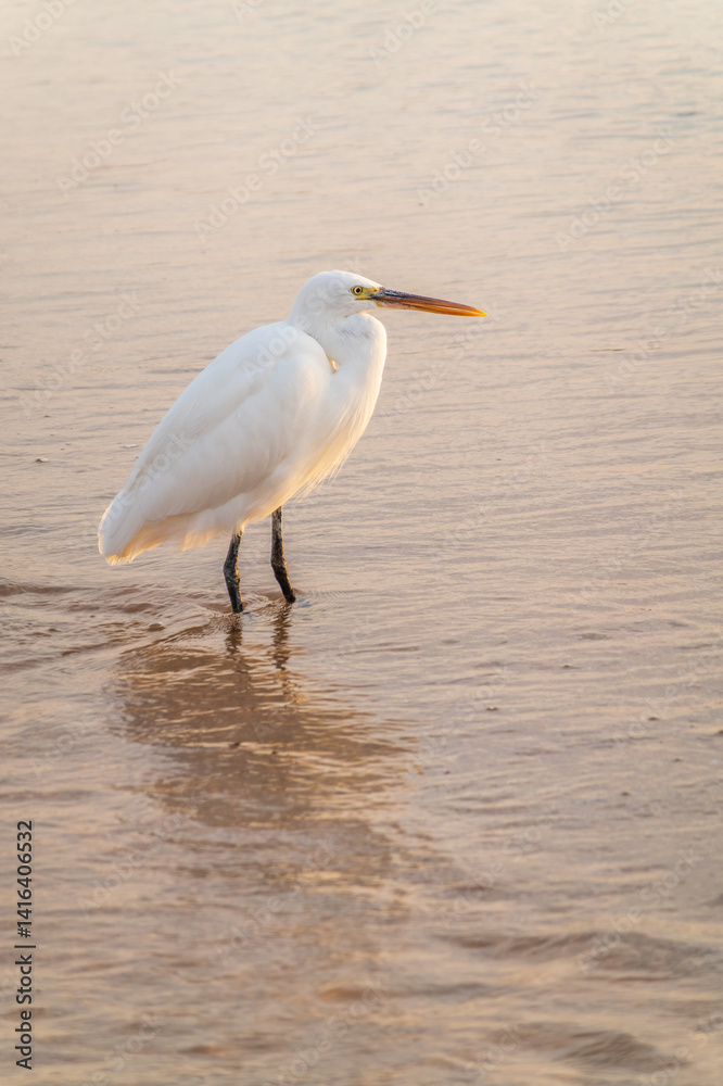 Great egret (Ardea alba), a medium-sized white heron fishing on the sea beach
