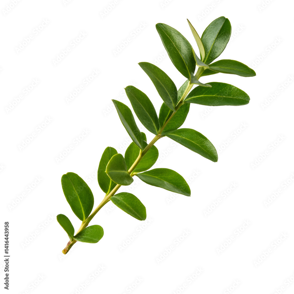 Lush green boxwood branch isolated on transparent background, perfect for nature themed designs