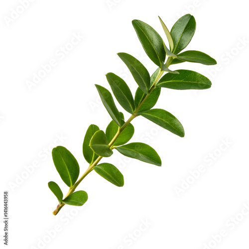 Lush green boxwood branch isolated on transparent background, perfect for nature themed designs