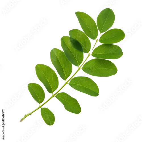 Verdant Caragana arborescens branch with lush green foliage, cleanly isolated on transparent backdrop