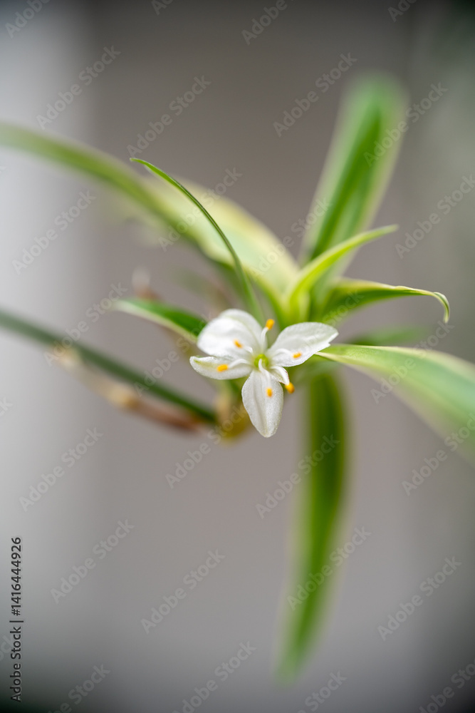 Obraz premium Delicate white flower bloom