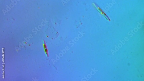 Freshwater diatoms gliding - time-lapse 10x speed