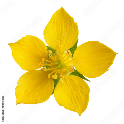 Close up of white flowered Lysimachia clethroides displaying delicate blossoms with yellow stamens, isolated on transparent backdrop photo