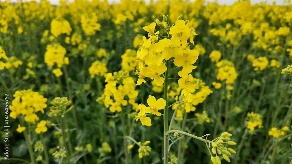 Vibrant yellow canola field in full bloom, spring agriculture, earth day, nature's beauty, sustainable farming landscape Vibrant yellow canola field in full bloom, spring agriculture, earth day, nature's beauty, sustainable farming landscape