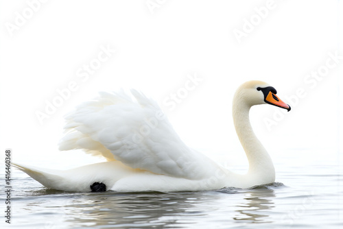 white swan flapping its wings in the water