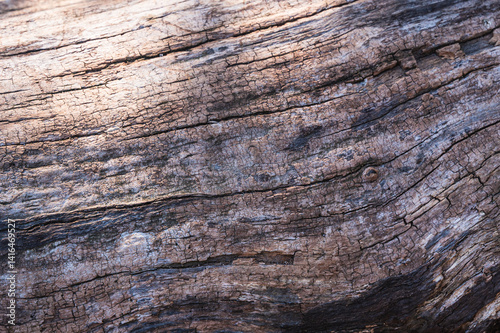 tree bark texture closeup