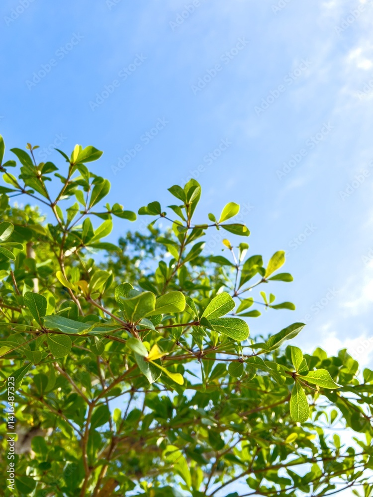 Obraz premium Fresh Green Leaves Against Blue Sky / 青空に映える新緑の葉