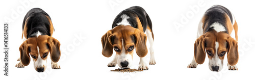 Set of Beagle sniffing the ground curiously isolated on a white or transparent background.