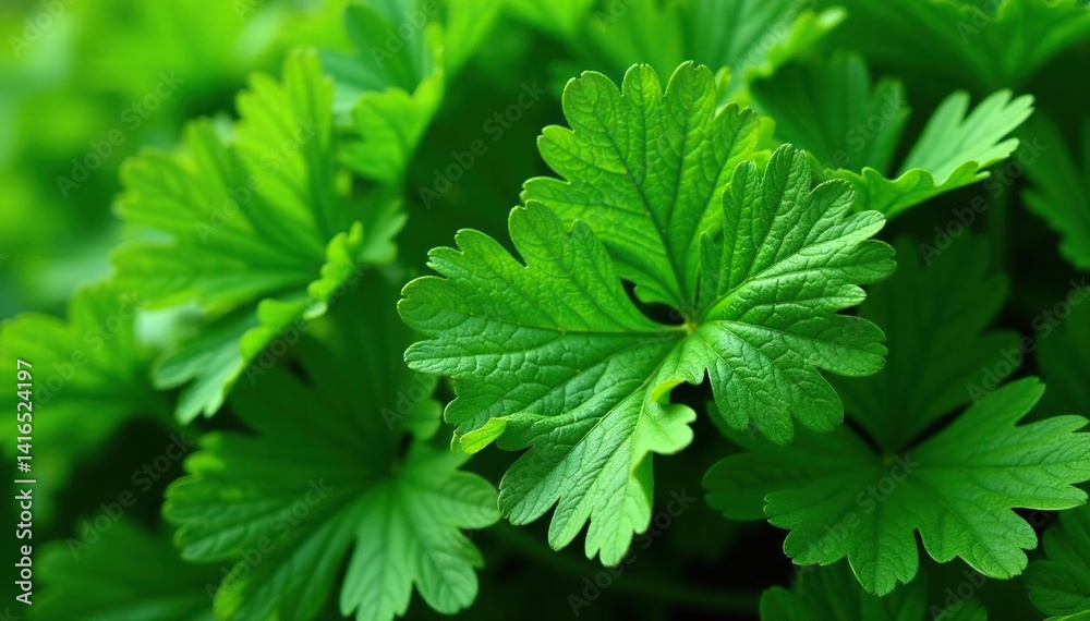 Close-up of parsley leaves, showcasing intricate vein patterns and textures , design, organic pattern Close-up of parsley leaves, showcasing intricate vein patterns and textures , design, organic pattern