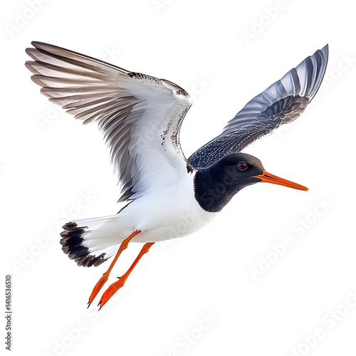Extreme side view of a perfectly beautiful hyperrealistic single oystercatcher bird flying mid air isolated on a white transparent background