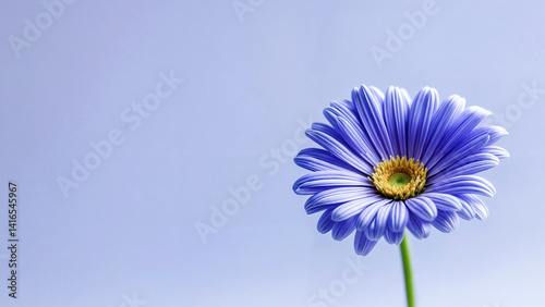 Close up of one blue daisy with yellow center on plain light blue background.