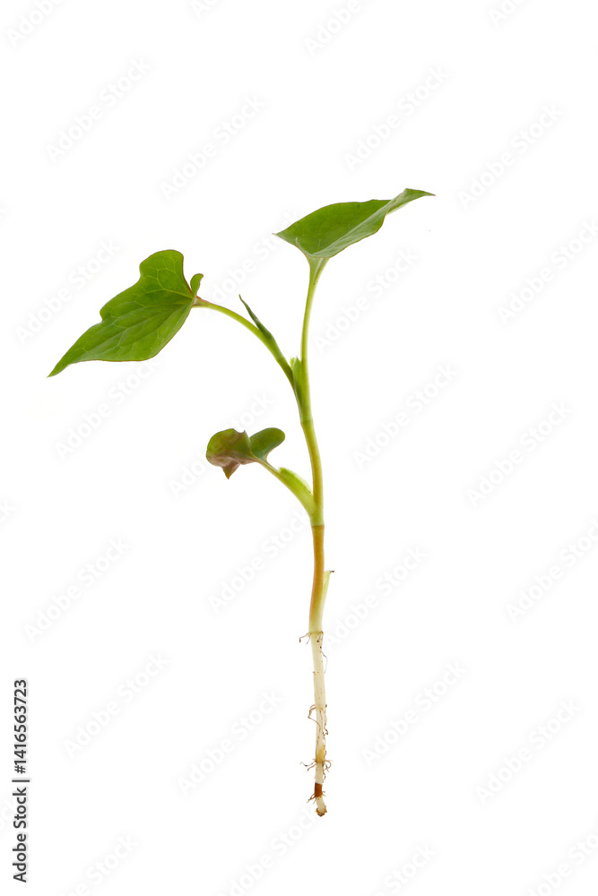 houttuinia leaves and roots isolated on a white background houttuinia leaves and roots isolated on a white background