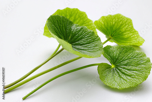 Wallpaper Mural Vibrant green centella leaves on white background Torontodigital.ca
