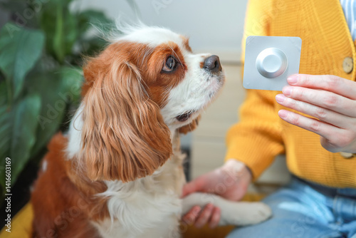 Insectoacaricidal drug. Dog and chewable tablet from fleas and ticks for dogs. Concept: pet care, veterinarian