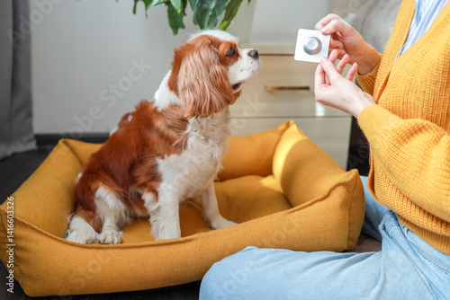 Close-up of woman offering veterinary medicine to her dog at home. Dog flea and tick treatment. Blister pack with pill. Veterinary clinics, animal health photo