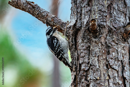 Downy woodpecker at work