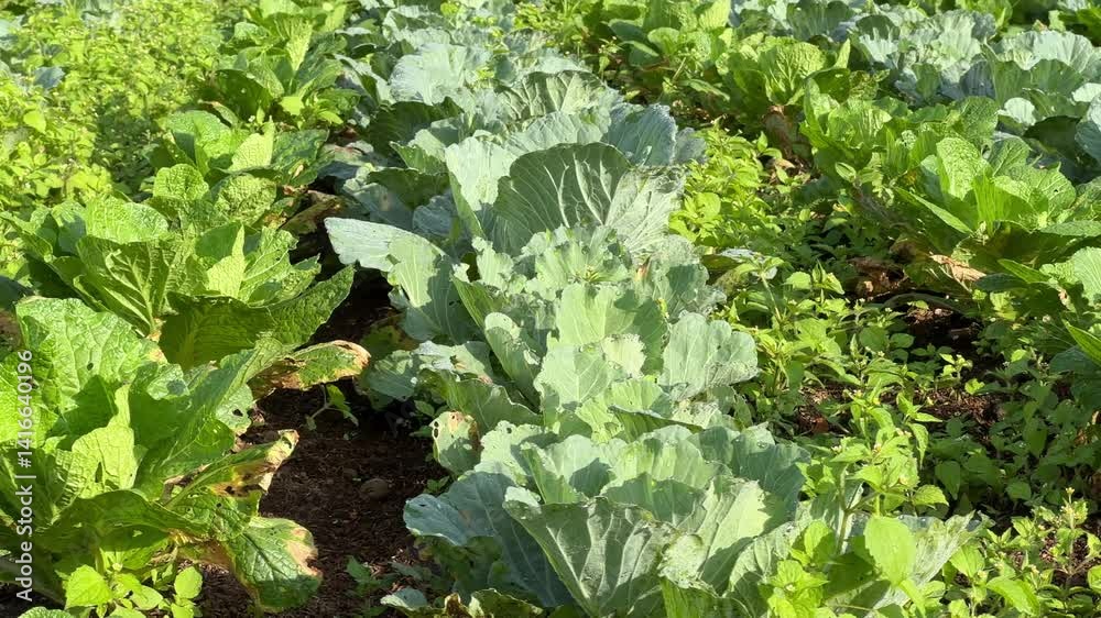Green plantation of broccoli and mustard, motion view Green plantation of broccoli and mustard, motion view