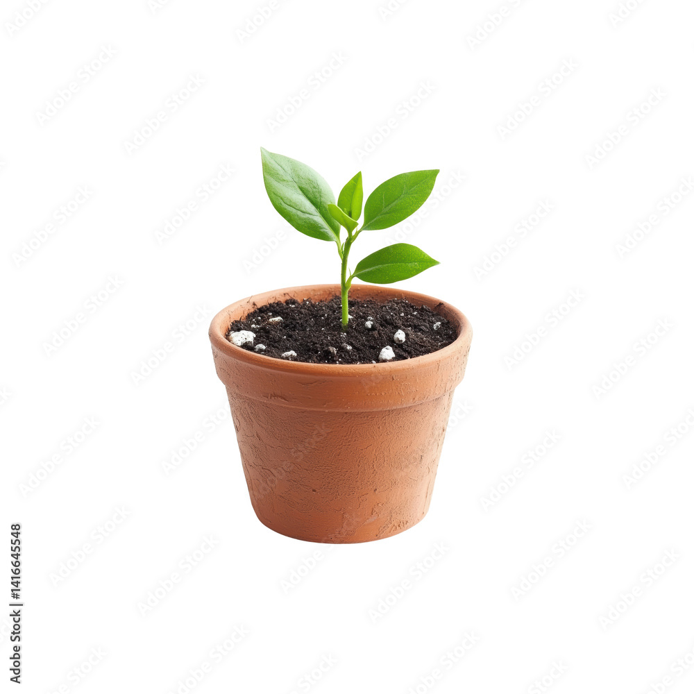 Young plant grows in clay pot with green leaves and soil Young plant grows in clay pot with green leaves and soil