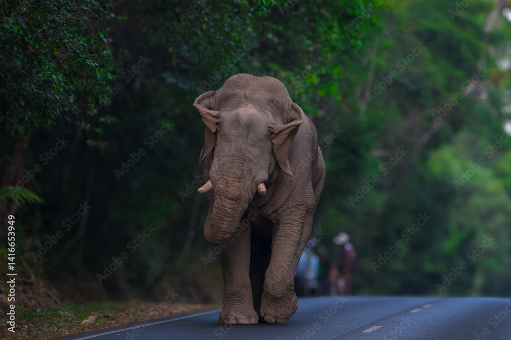 Obraz premium Elephants are large mammals and are the largest land animals. Wild elephants eat plants. They are big, have a small head, big legs, and have a trunk that reaches to the ground. That trunk is the nose.