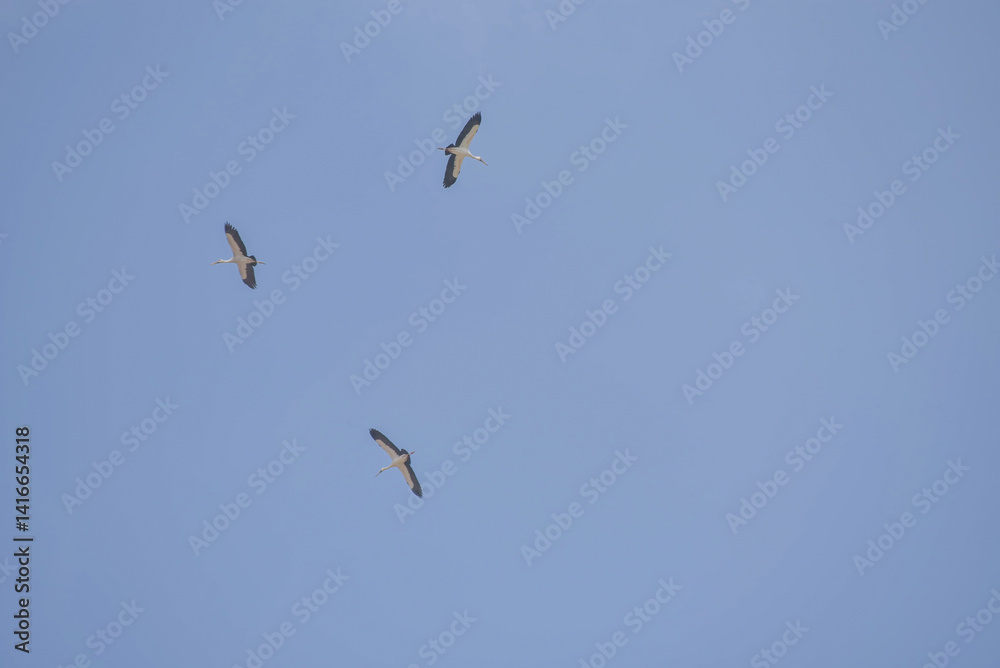 Three storks fly in a clear blue sky, Migration Three storks fly in a clear blue sky, Migration