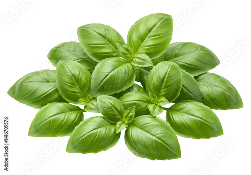Isolated Pile of Fresh Basil Leaves