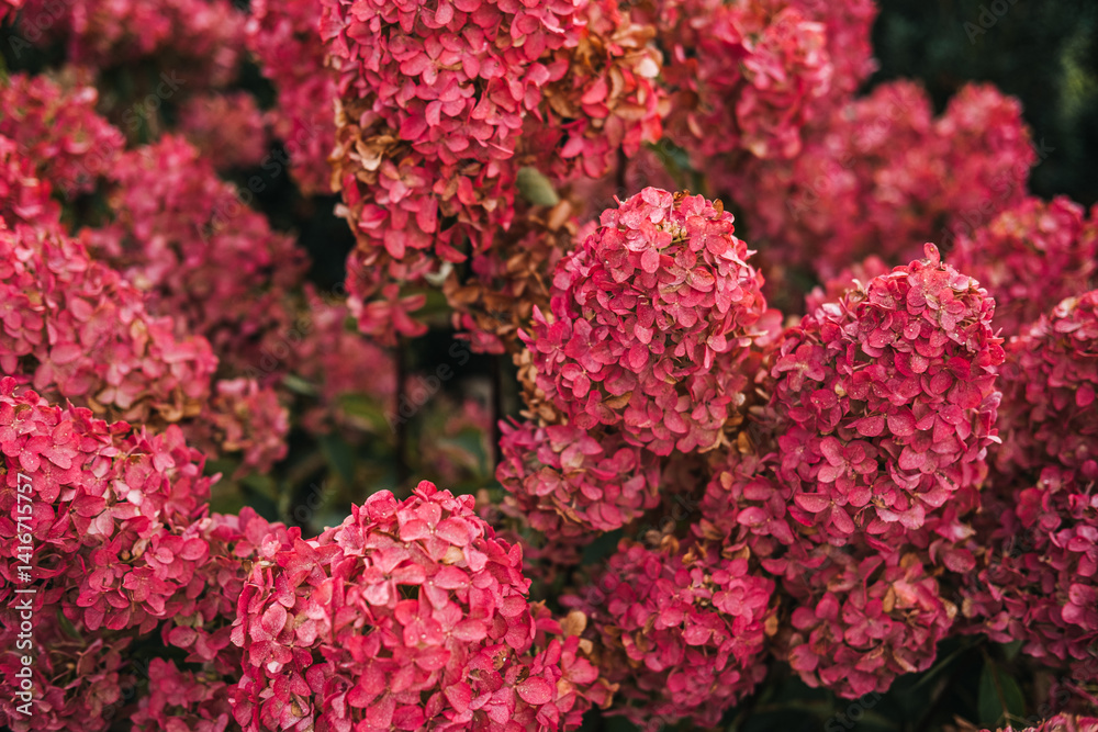 Hydrangea paniculata also known as panicled hydrangea peegee and grandiflora with pink flower clusters. Ornamental gardening biodiversity landscape design and summer bloom Hydrangea paniculata also known as panicled hydrangea peegee and grandiflora with pink flower clusters. Ornamental gardening biodiversity landscape design and summer bloom