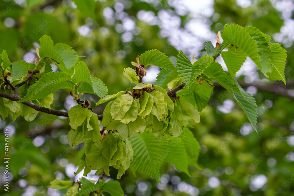 Φωτογραφία Close-up shot of the samara samarae of the Wych or Scots elm Ulmus glabra on the