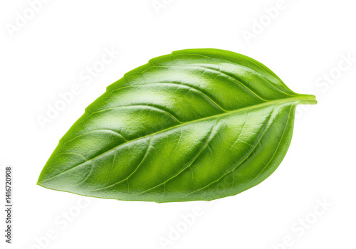 Isolated Fresh Green Basil Leaf for Culinary Use
