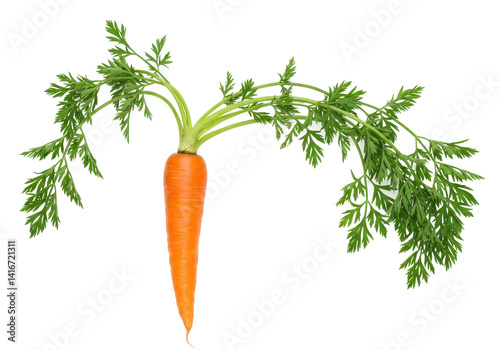Isolated Fresh Whole Carrot with Green Leaves for Nutrition