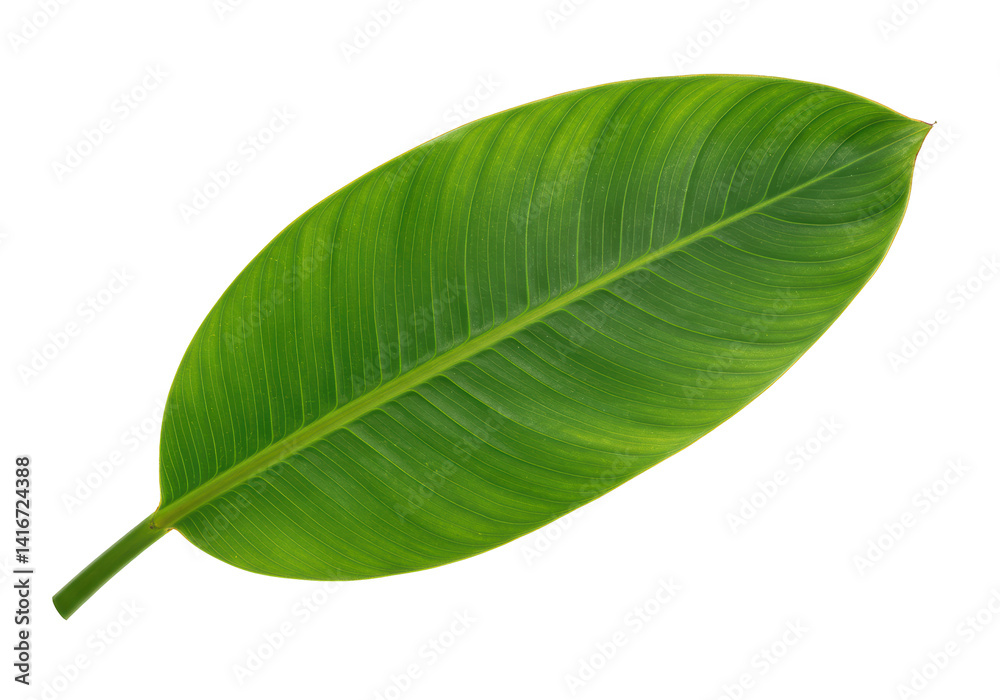 Isolated Vibrant Green Banana Leaf with Visible Veins Isolated Vibrant Green Banana Leaf with Visible Veins