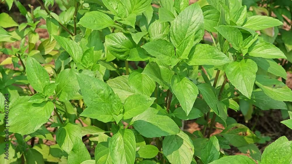 Fresh green basil in the garden. Fresh green basil in the garden.