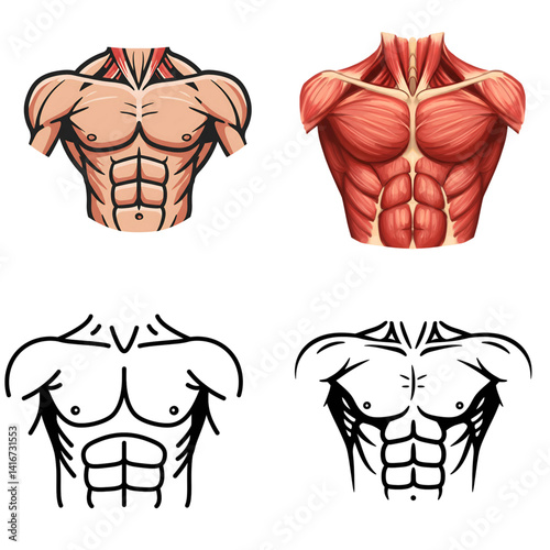 Chest Muscles vector set isolated on white background, chest Muscles icons, Pectoral Anatomy Illustrations