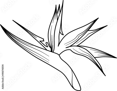 Bird of paradise flower outline vector
