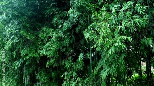 Bamboo Wind 1012