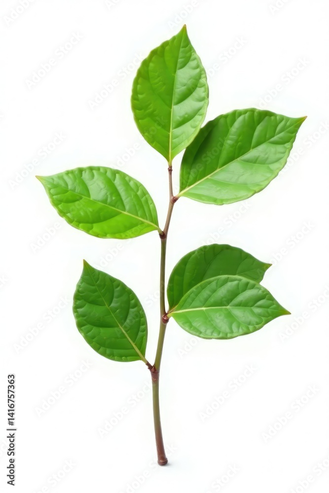 Fototapeta premium Single isolated branch with leafy greens on white, focus, negative space, clean